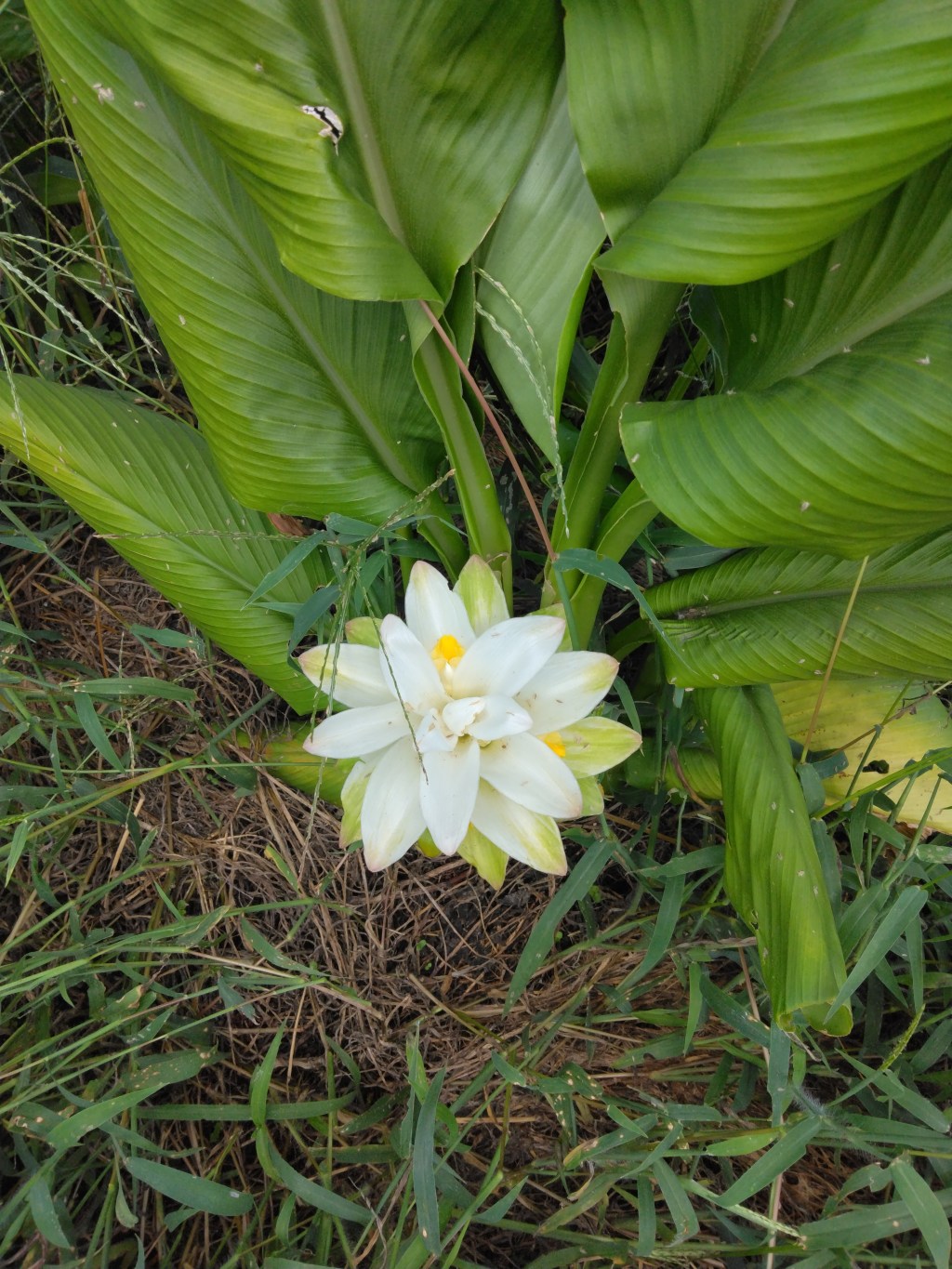 ターメリックの白い花