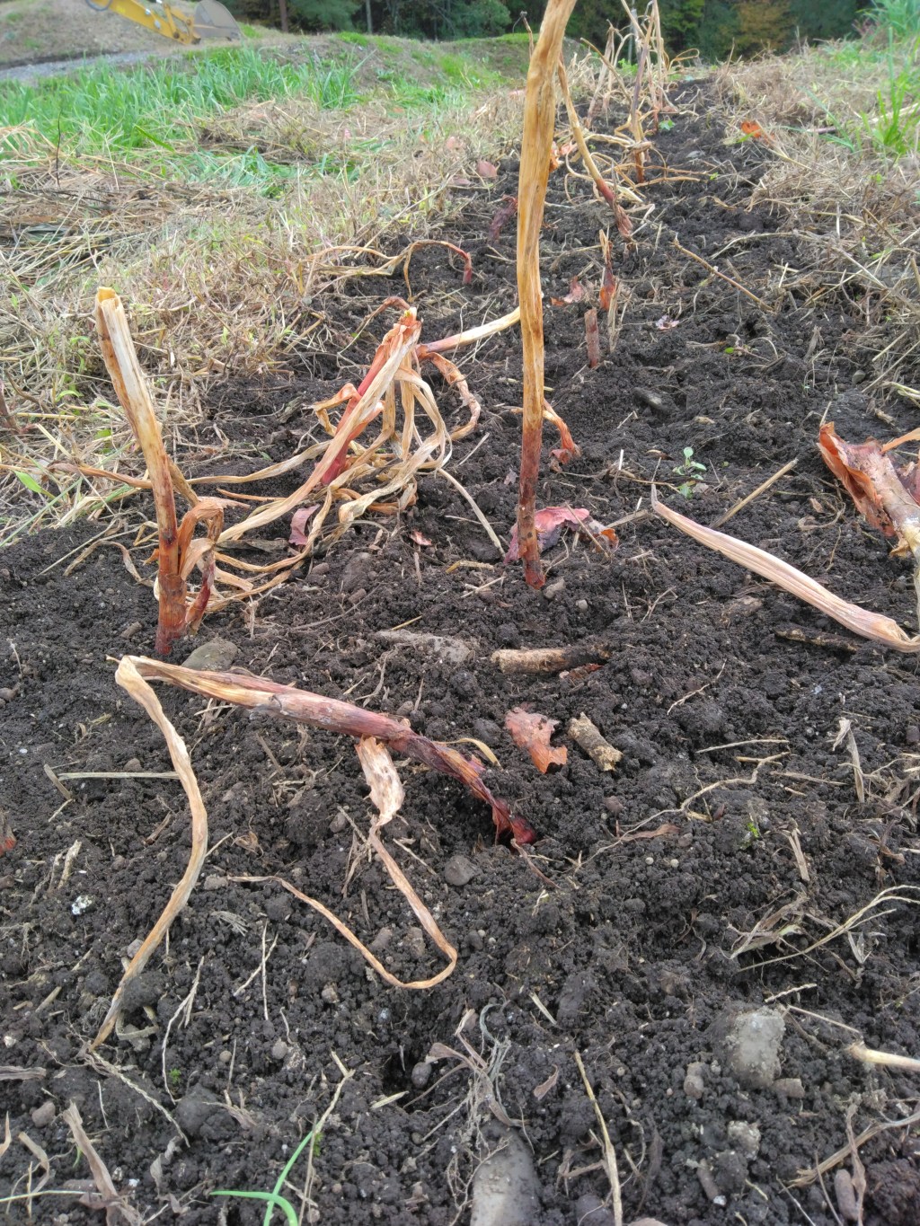 エシャロットの植え付け