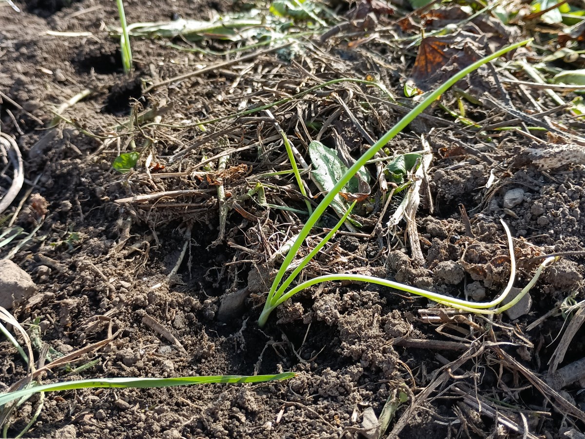 玉ねぎとエシャロットの定植