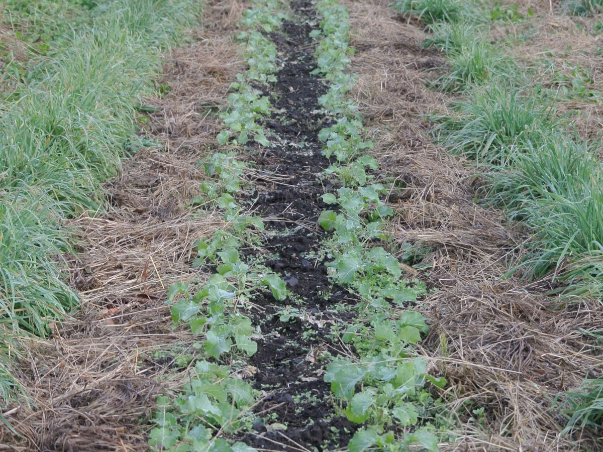 農場のデザイン