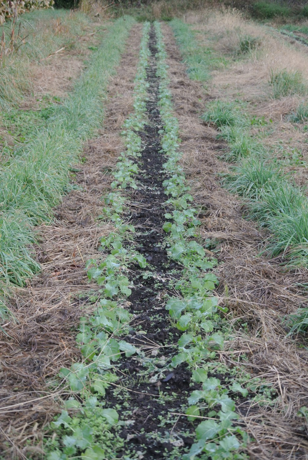 農場のデザイン