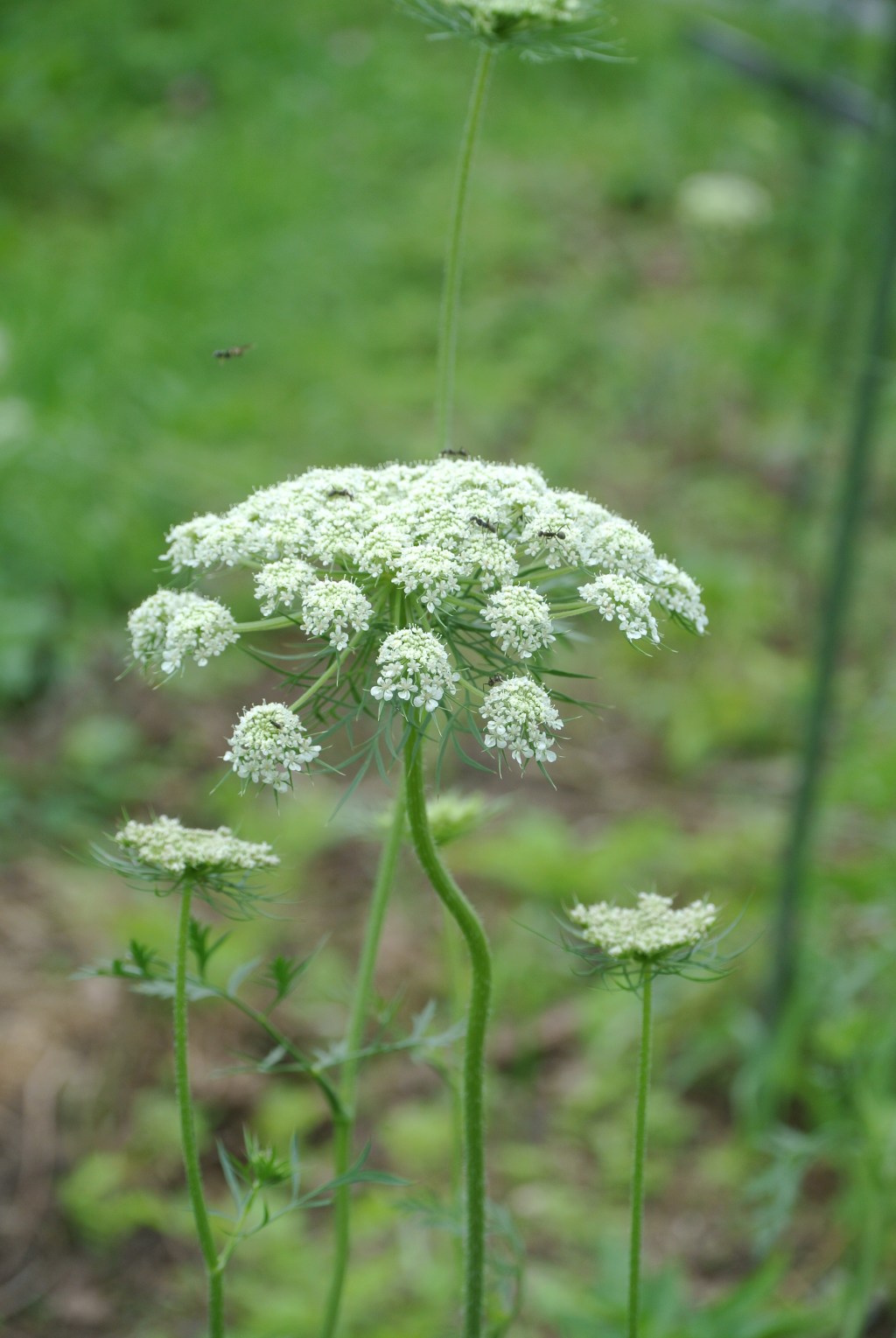 人参の花